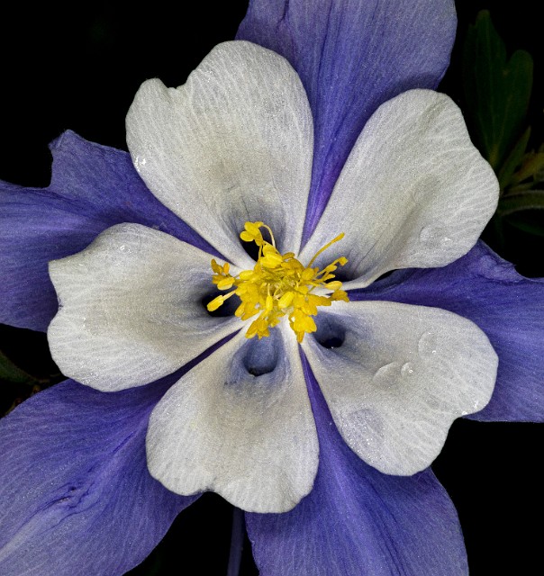 Aquilegia caerulea - Colorado Columbine.jpg
